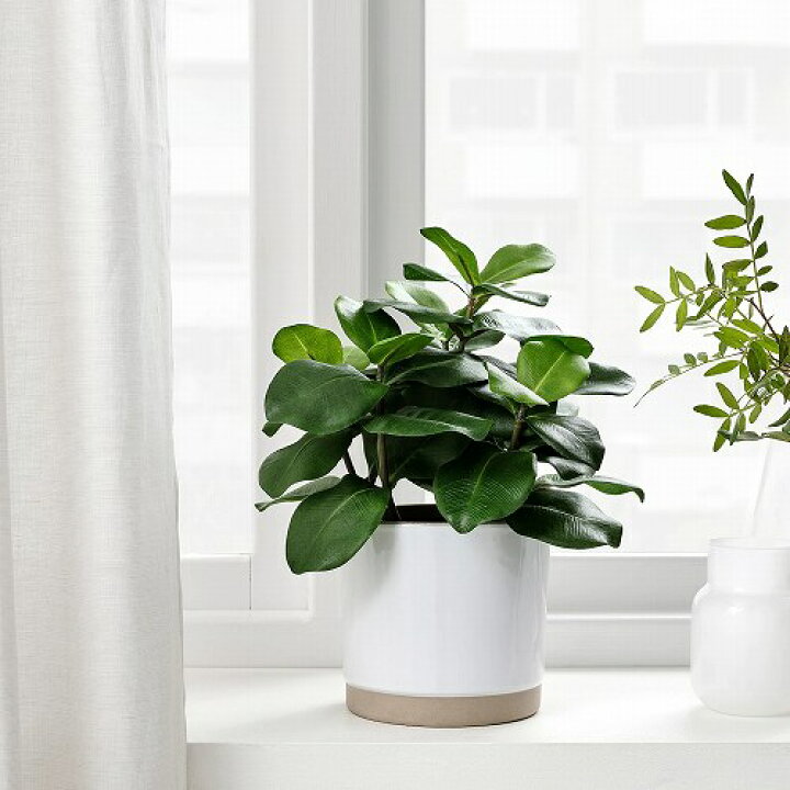 楽天市場 Ikea イケア 人工観葉植物 室内 屋外用 クルシア 12x32cm M Fejka フェイカ 花 ガーデン 観葉植物 造花 フェイクグリーン おしゃれ シンプル 北欧 かわいい 株式会社クレール