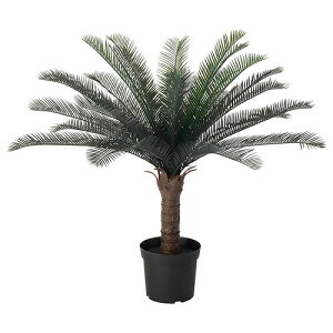 ソテツ 花の人気商品 通販 価格比較 価格 Com