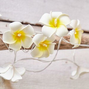 K[h CeA vA Cg nCA G nCG  Kahiko NX}X nC C~l[V fR[V d