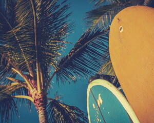 A[gpl Petit Canvas Art T[t{[h 500x400mm ZPT-61546 Ǌ| G k _   rO