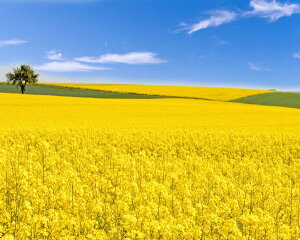 A[gpl Petit Canvas Art ؂̉Ԕ 500x400mm ZPT-62080 Ǌ| G k _   rO