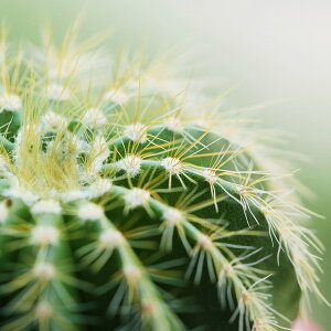 A[gpl Petit Canvas Art JN^X 300x300mm ZPT-62069 Ǌ| G k _   rO