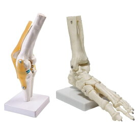 Famimueno 肩関節 鎖骨 肩甲骨 模型 モデル 人体 骨格 標本 靭帯 医学 学習用 実物大