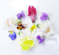 エディブルフラワー 食用花 【洗わなくていい野菜】 安心安全の自社 クリーンルーム 野菜工場 栽培