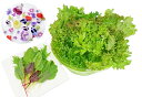 【ハッピーサラダセット】　洗わなくていい野菜 信州産 農薬不使用 新鮮 エディブルフラワー・リーフレタス・ベビーリ…