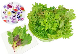 【ハッピーサラダセット】　洗わなくていい野菜 信州産 農薬不使用 新鮮 エディブルフラワー・リーフレタス・ベビーリーフ 送料無料 80サイズの箱に詰められるだけ 自社クリーンルーム栽培 直送セット