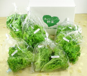 w܂Zbgx VN [t^X6iZbgI ӂӂO[[tEVLVLt[t ̓1Ԃ̋lߍ킹 ЃN[[͔| 