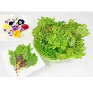 楽天市場 洗わなくていい野菜 信州産 農薬不使用 野菜 新鮮 エディブルフラワー リーフレタス ベビーリーフ 直送 送料無料 全部食べられる 80サイズの箱に詰められるだけ 直送セット クリーンリーフ信州