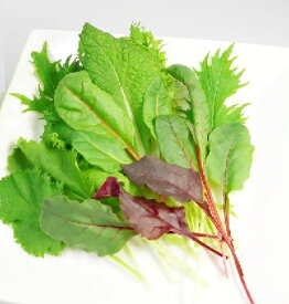 ベビーリーフ・ハーブ 10枚 【洗わなくていい野菜】 安心安全の野菜工場栽培