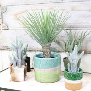 開店祝い サボテンの人気商品 通販 価格比較 価格 Com