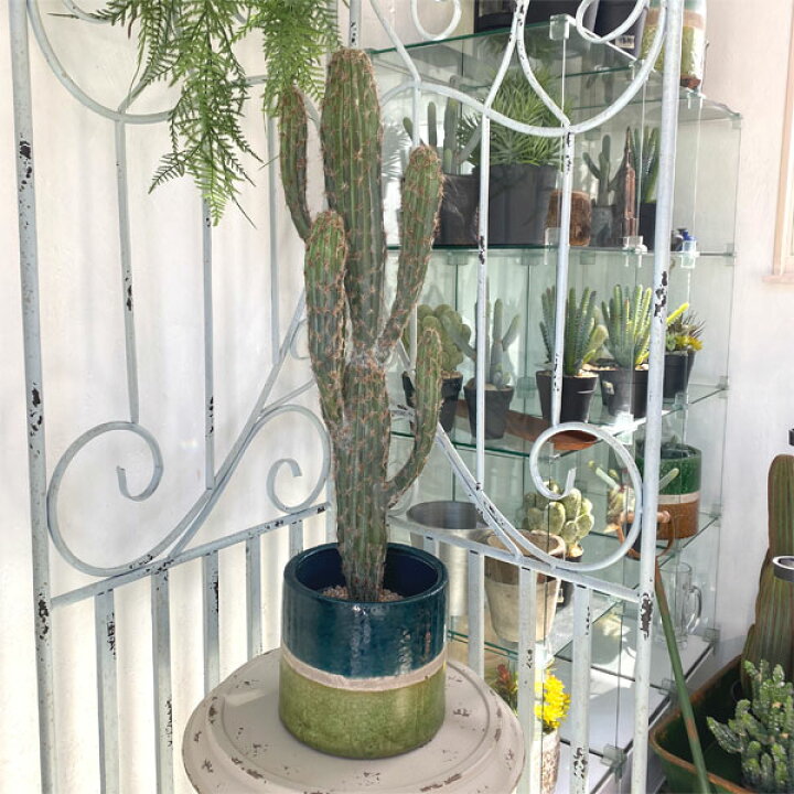 53 Off 観葉植物 フェイクグリーン サボテン リアル おしゃれ 人工観葉植物 カクタス 多肉植物 インテリアグリーン 造花 インテリア雑貨 ポット 鉢植え 大きい 53 Off 観葉植物 フェイクグリーン サボテン リアル おしゃれ 人工観葉植物 カクタス 多肉植物 インテリアグリーン 造花 インテリア雑貨 ポット 鉢植え 大きい