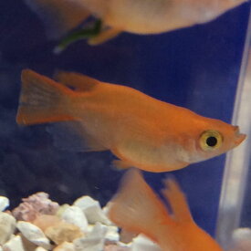 楽天市場 ダルマメダカの通販