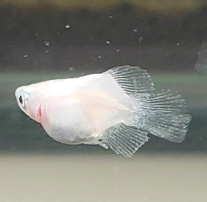 楽天市場 めだか 白光ダルマメダカ ２匹 だるま めだか 埼玉産 白 鑑賞 販売 飼育 金魚めだかのらん丸