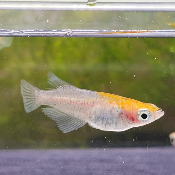 楽天市場 三色透明鱗メダカ ３匹 めだか 透明鱗 埼玉産 淡水 ３匹 金魚めだかのらん丸