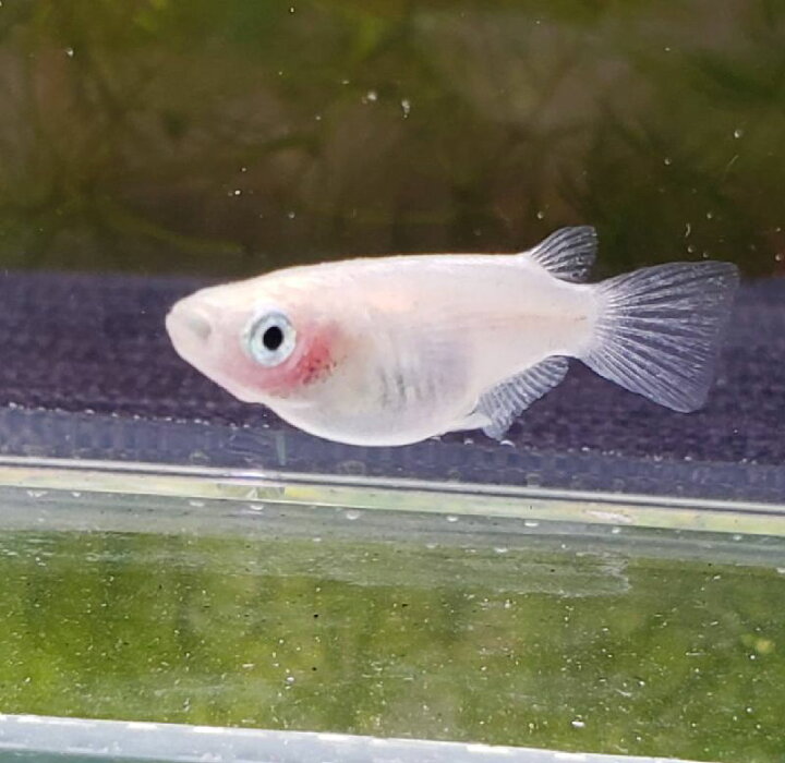 楽天市場 ピュアホワイト透明鱗 紅ほっぺ メダカ ４匹 めだか 埼玉産 透明鱗 金魚めだかのらん丸