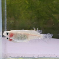 楽天市場 ピュアホワイト透明鱗 紅ほっぺ メダカ ３匹 めだか 埼玉産 透明鱗 金魚めだかのらん丸