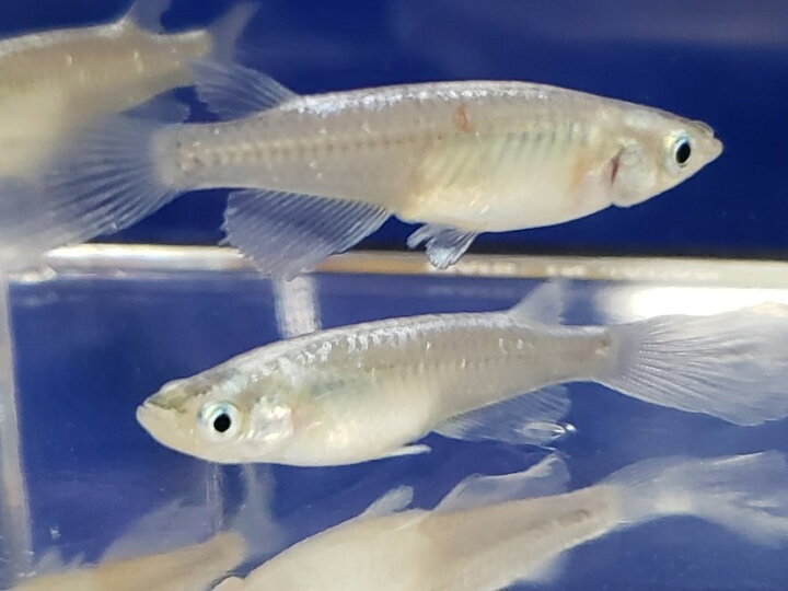 楽天市場 松井ヒレ長ブルースターダスト ４匹 めだか メダカ 埼玉産 淡水 ヒレ長 金魚めだかのらん丸