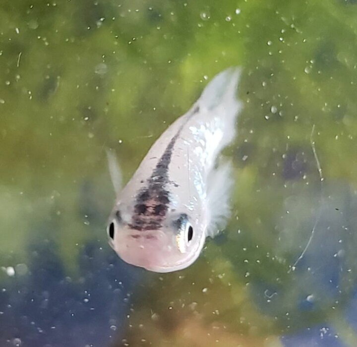 楽天市場 オーロラブラックラメメダカ ４匹 めだか 埼玉産 淡水 ラメ ブラック 観賞魚 金魚めだかのらん丸
