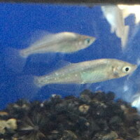 楽天市場 魔王めだか ５匹 メダカ 埼玉産 ５匹 淡水 金魚めだかのらん丸
