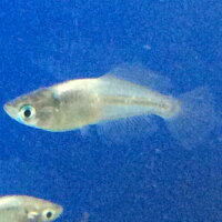 楽天市場 魔王めだか ５匹 メダカ 埼玉産 ５匹 淡水 金魚めだかのらん丸