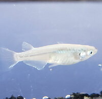 楽天市場 サンセット極龍 新仔 メダカ ６匹 埼玉産 淡水 観賞魚 金魚めだかのらん丸