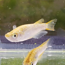 楽天市場 金魚 金色 観賞魚 熱帯魚 アクアリウム ペット ペットグッズの通販