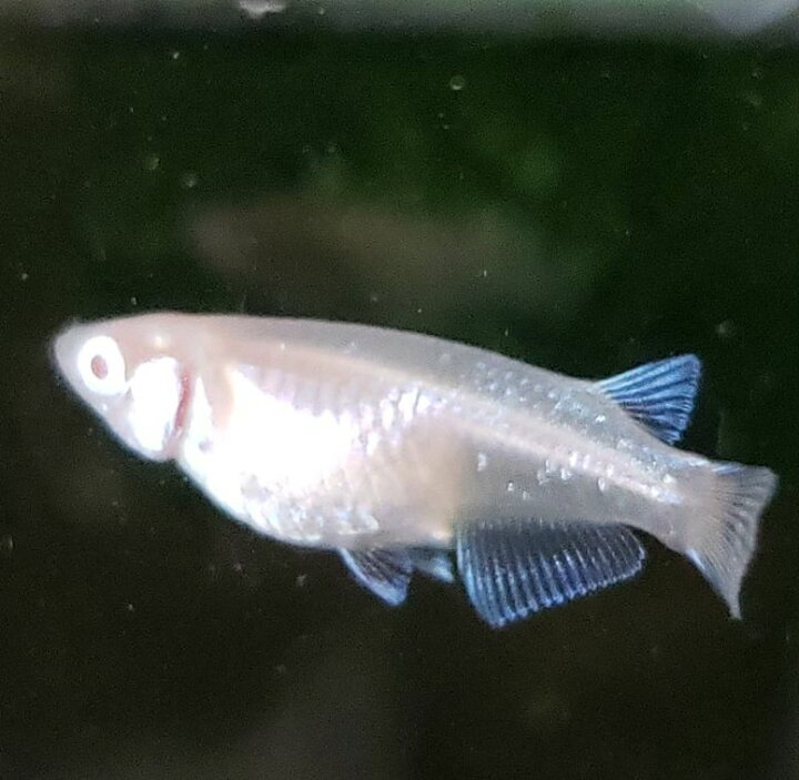 楽天市場 アルビノ幹之 ４匹 めだか メダカ 埼玉産 幹之 飼育 販売 金魚めだかのらん丸