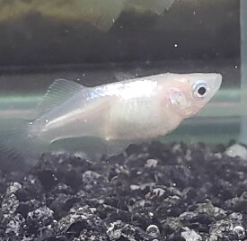 楽天市場 ダルマメダカの通販