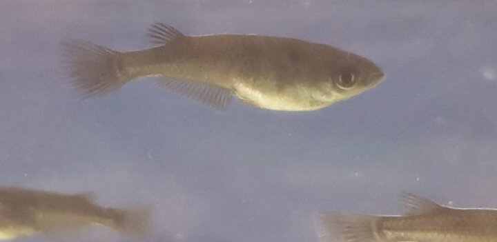 オロチめだか 5匹/メダカ 埼玉産 淡水魚 極黒 金魚めだかのらん丸 松井ヒレ長ブラックメダカ(サタン) 6匹+保証分1匹 送料無料 (九州、北海道地域配送調整金あり)単品発送 松井ひれなが めだか 黒 生体 光 成魚 人気 アクアリウム インテリア 屋外 埼玉産 飼育 観賞魚 販売 人気 癒し 輝き 自由研究 淡水魚 保証分あり