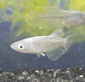 楽天市場 ドラゴン 観賞魚 熱帯魚 アクアリウム ペット ペットグッズの通販