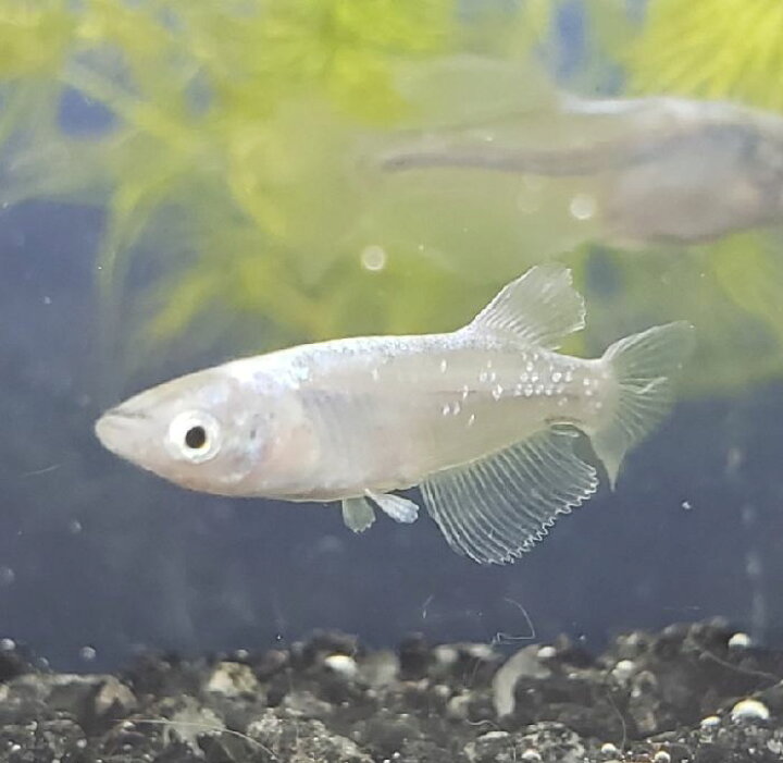 楽天市場 めだか ドラゴンブルー メダカ ５匹 めだか 埼玉産 淡水 観賞魚 販売 飼育 金魚めだかのらん丸