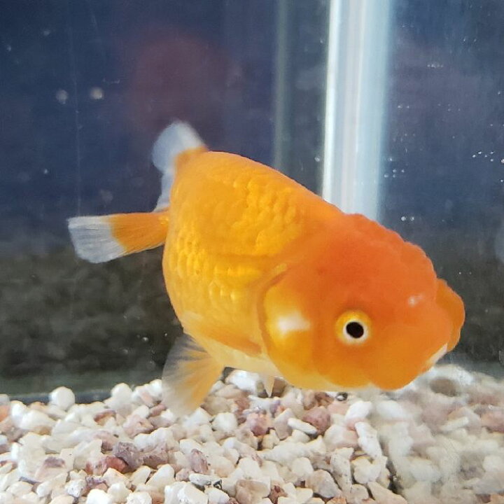 楽天市場 らんちゅう 約８ｃｍ前後 1匹 ランチュウ 淡水 金魚 生体 赤 埼玉産 観賞魚 販売 金魚めだかのらん丸