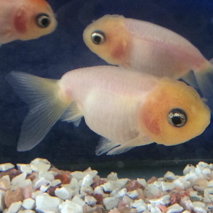 楽天市場 もみじらんちゅう白 約５ ６ｃｍ １匹 金魚 ランチュウ 生体 稀少 ミルク 金魚めだかのらん丸