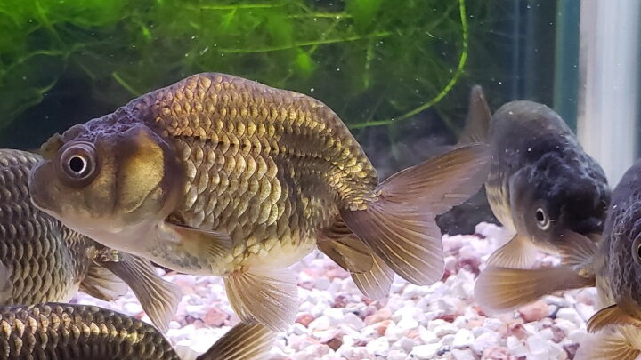 楽天市場 国産 黒らんちゅう 黒茶系 約６から７cm前後 ２匹 金魚生体 埼玉産 観賞魚 ランチュウ 金魚めだかのらん丸