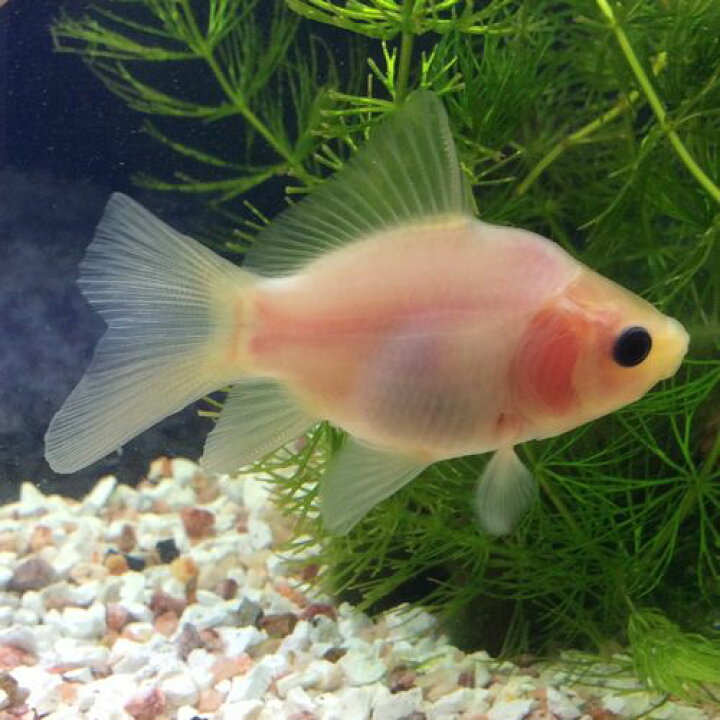 楽天市場 ミルクブリストル 1匹 金魚 生体 朱文金 埼玉産 淡水 金魚めだかのらん丸