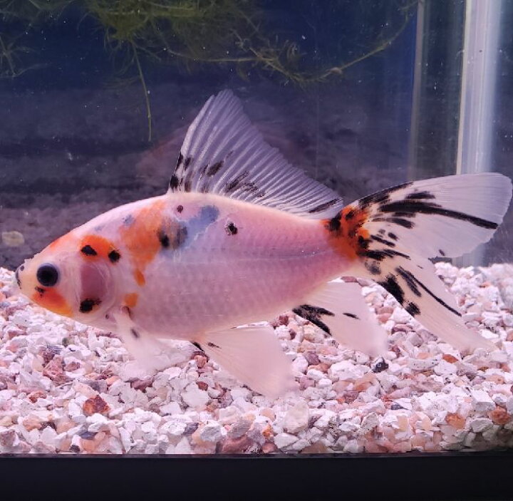 楽天市場 ブリストル朱文金 １匹 １２cm前後 金魚 生体 朱文金 埼玉産 木村養魚場産 観賞魚 販売 金魚めだかのらん丸