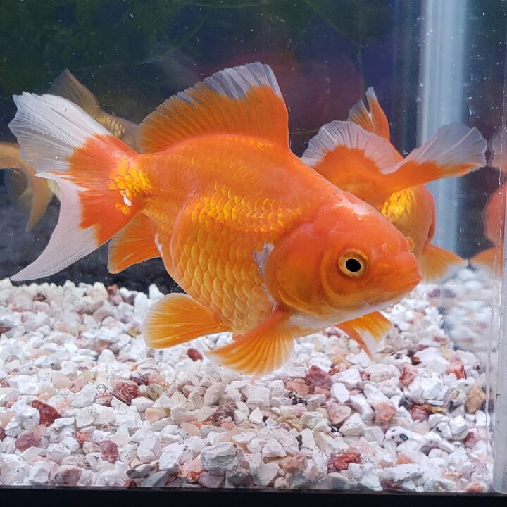 楽天市場 土佐錦 8cm前後 1匹 金魚 生体 土佐金 鑑賞魚 埼玉産 赤 白 茶 金魚めだかのらん丸 楽天市場 土佐錦 8cm前後 1匹 金魚 生体 土佐金 鑑賞魚 埼玉産 赤 白 茶 金魚めだかのらん丸