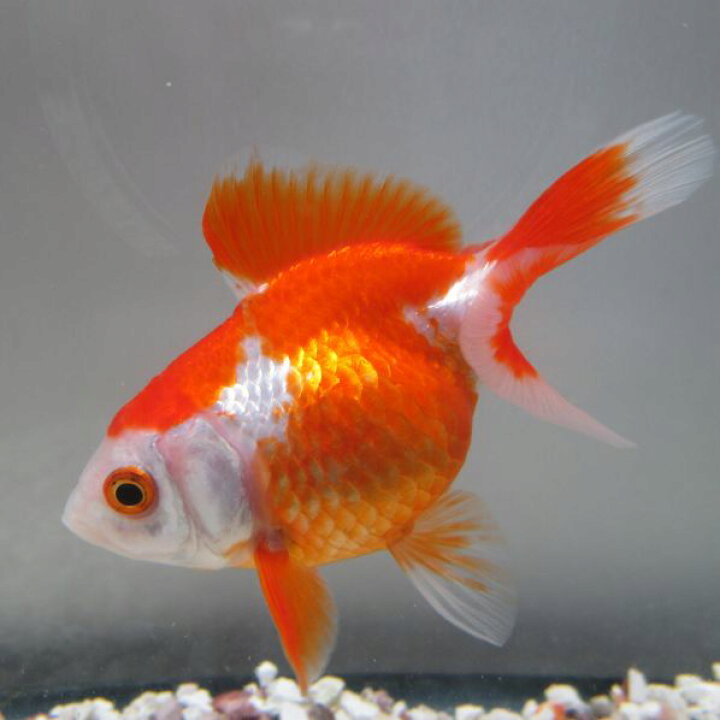 楽天市場 土佐金 生体 1匹 とさきん金魚 金魚めだかのらん丸