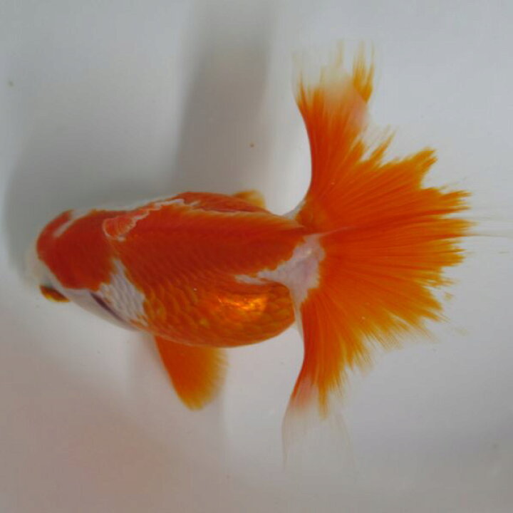 楽天市場 土佐金 生体 1匹 とさきん金魚 金魚めだかのらん丸