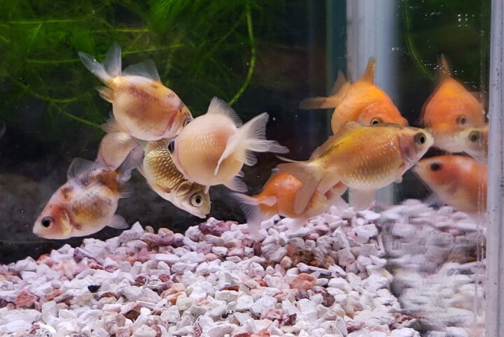 サービス ３匹 ピンポンパール ３ｃｍ前後 ｓｍサイズ 金魚 淡水魚 熱帯魚 生体 即決 ８０サイズ関東送料８７３円 Www iwearparts Com