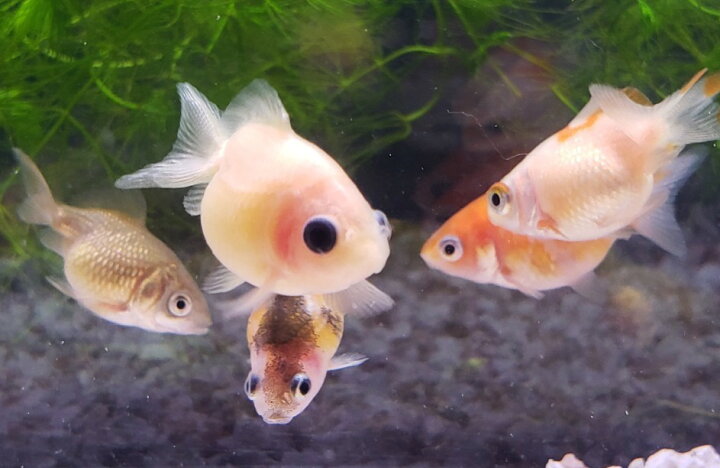 楽天市場 ピンポンパール ３匹 ３から４cm前後 色はお任せ 金魚生体 埼玉産 観賞魚 飼育 金魚めだかのらん丸