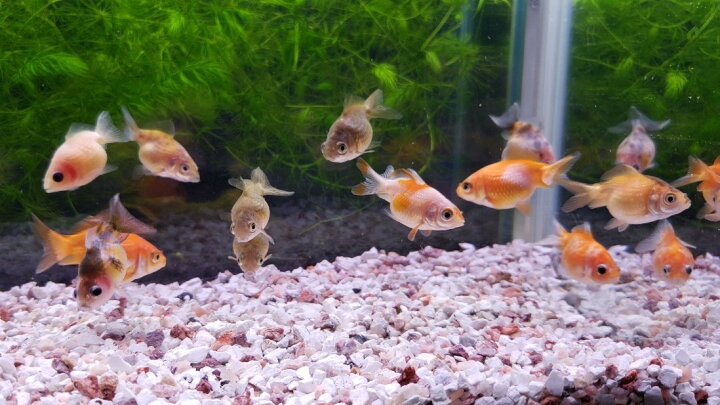 サービス ３匹 ピンポンパール ３ｃｍ前後 ｓｍサイズ 金魚 淡水魚 熱帯魚 生体 即決 ８０サイズ関東送料８７３円 Www iwearparts Com