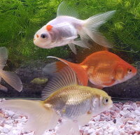 楽天市場 おすすめ 金魚ミックス ５匹 金魚 生体 お一人様１点限り 同梱不可 お任せ 埼玉産 色々 赤 更紗 茶 白 金魚めだかのらん丸
