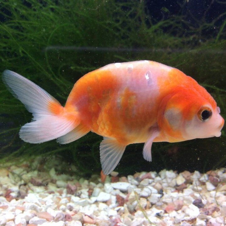 楽天市場 桜錦 １匹 金魚 生体 淡水観賞魚 志村養魚産 らんちゅう 更紗 数量限定 金魚めだかのらん丸