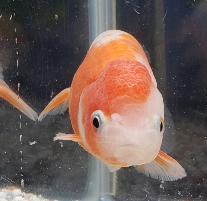楽天市場 桜錦 赤 更紗 10cm前後 1匹 金魚 生体 志村養魚場産 淡水 赤 更紗 らんちゅう型 埼玉産 観賞魚 金魚めだかのらん丸 楽天市場 桜錦 赤 更紗 10cm前後 1匹 金魚 生体 志村養魚場産 淡水 赤 更紗 らんちゅう型 埼玉産 観賞魚 金魚めだかのらん丸