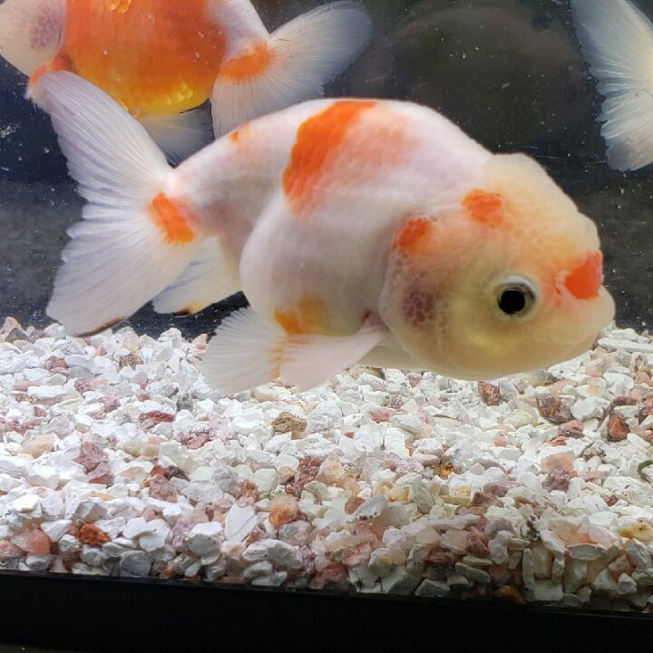 楽天市場 桜錦 赤 更紗 8cm前後 1匹 金魚 生体 志村養魚場産 淡水 赤 更紗 白勝ち らんちゅう型 埼玉産 観賞魚 金魚めだかのらん丸 楽天市場 桜錦 赤 更紗 8cm前後 1匹 金魚 生体 志村養魚場産 淡水 赤 更紗 白勝ち らんちゅう型 埼玉産 観賞魚 金魚めだかのらん丸