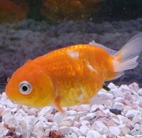 楽天市場 桜錦当歳 ５ｃｍ前後 ２匹 金魚 生体 淡水 赤 らんちゅう型 埼玉産 観賞魚 金魚めだかのらん丸