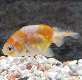 楽天市場 金魚 桜錦の通販