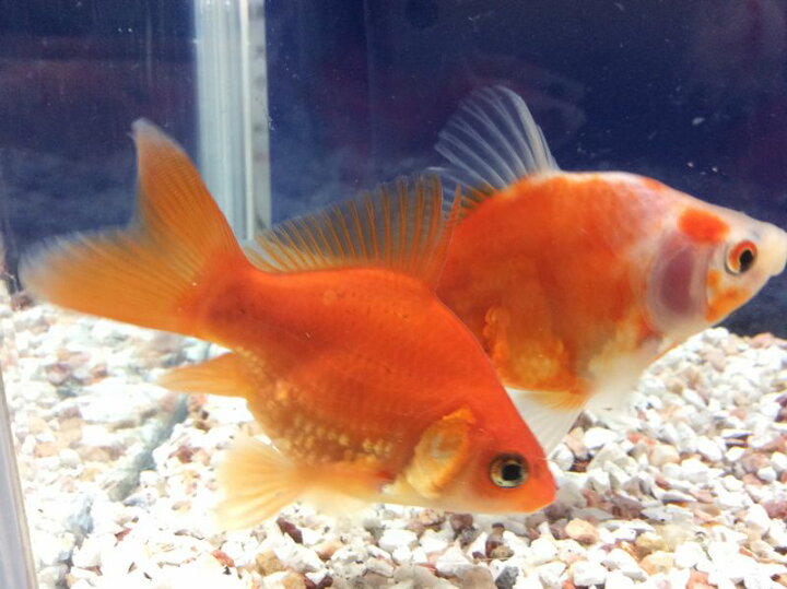 楽天市場 福ダルマ ６から７ｃｍ前後 ３匹 金魚 生体 埼玉産 赤 更紗 淡水 観賞魚 金魚めだかのらん丸