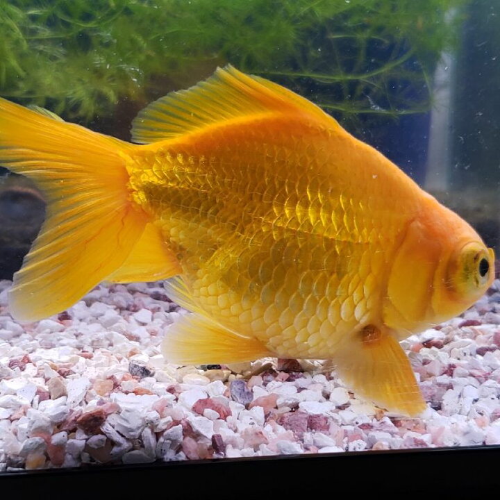 楽天市場 イエロー出目金 2才 １０ｃｍ 1匹 金魚 生体 木村養魚場産 埼玉産 出目金 黄色 金魚めだかのらん丸